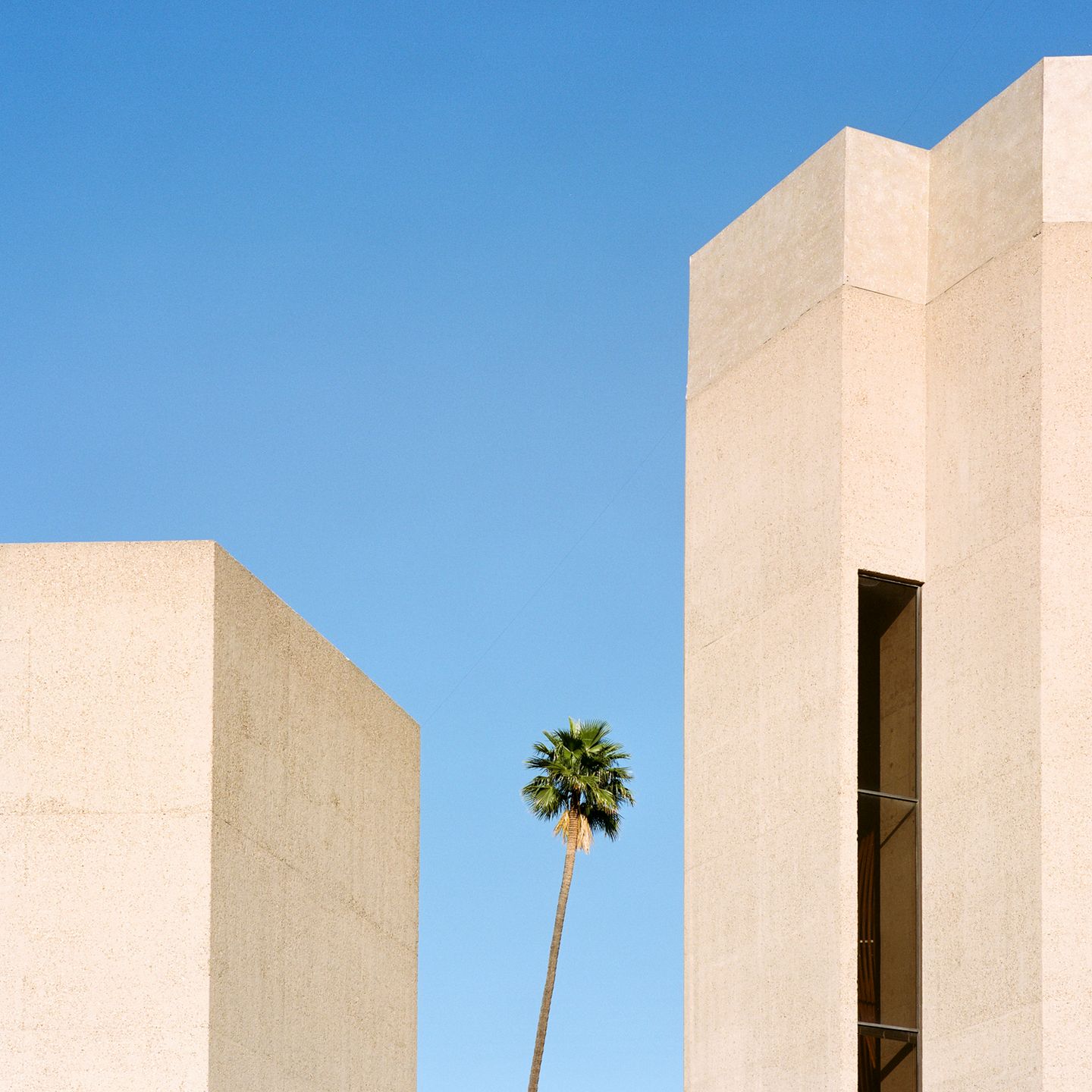 “A Tree Grows In…” to projekt kalifornijskiej fotografki. który przedstawia rośliny w nietypowych miejscach 12