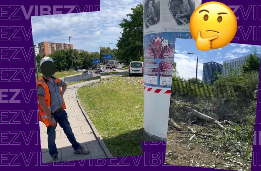 Trees are being felled in Krakow