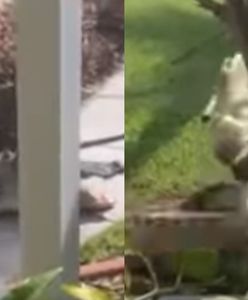 USA. Policja aresztowała aligatora. Ostro walczył o wolność