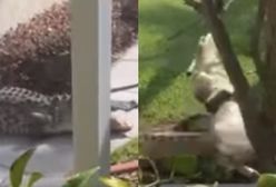 USA. Policja aresztowała aligatora. Ostro walczył o wolność