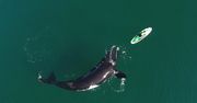 Oko w oko z wielorybem. Spektakularne nagranie znad wybrzeża Argentyny