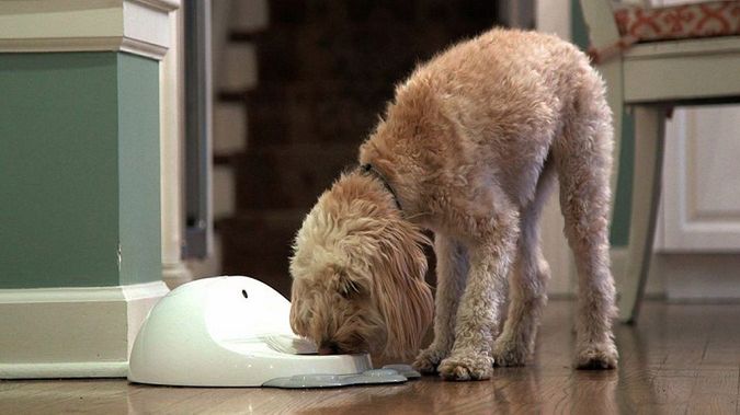 CleverPet. Psia konsola?! 1