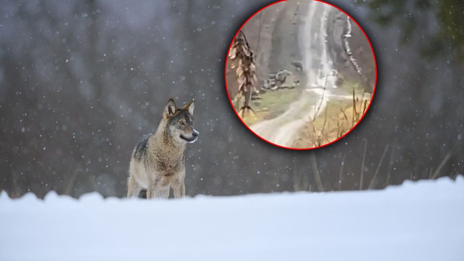 Wilki były widziane pod Tarnowem 
