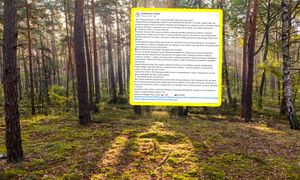 "Szok świetlny". Leśnicy instruują. Nigdy tak nie rób