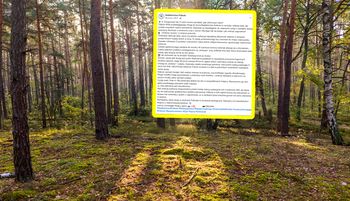 "Szok świetlny". Leśnicy instruują. Nigdy tak nie rób