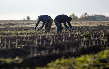 Polscy rolnicy walczą o pracownika z Niemcami. Oto stawki za szparagi