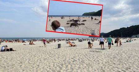 Popłoch na plaży. Ludzie uciekali przed dzikami. Nagranie mrozi krew
