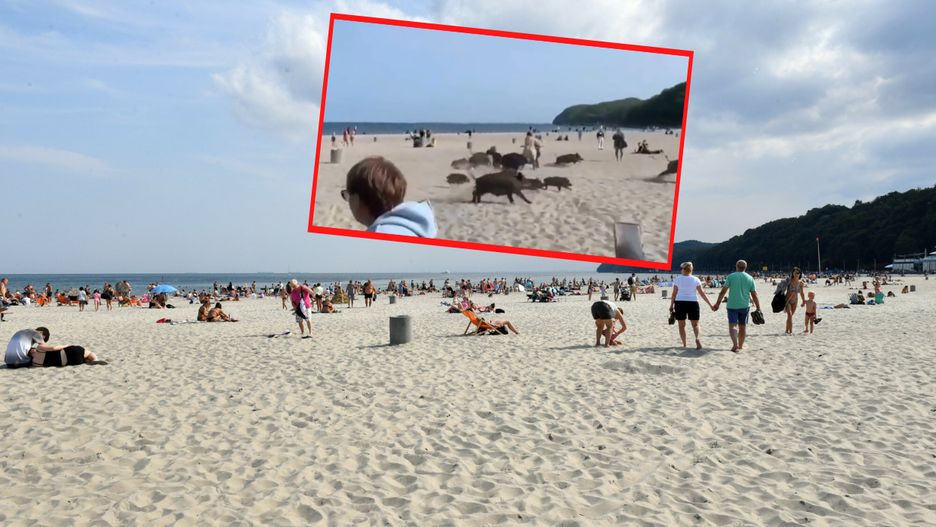 Stado dzików pogoniło ludzi