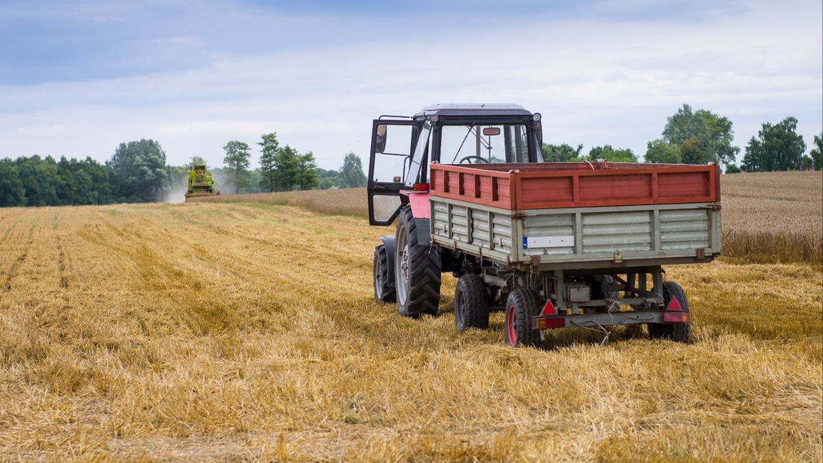 Rolnicy przegrywają z dzikimi ptakami. Nie dostają odszkodowań