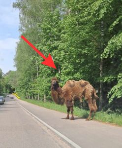Wielbłąd na gigancie. Spacerował przy jezdni