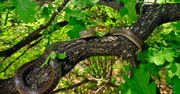 Wyjątkowy wąż w Polsce. "Od wieków zwraca uwagę ludzi"