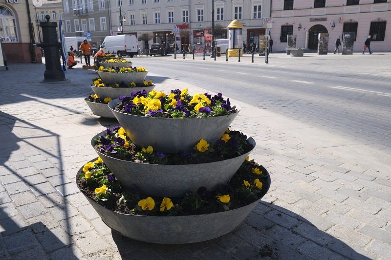 Wiosenne sadzenie bratków na Placu Łokietka