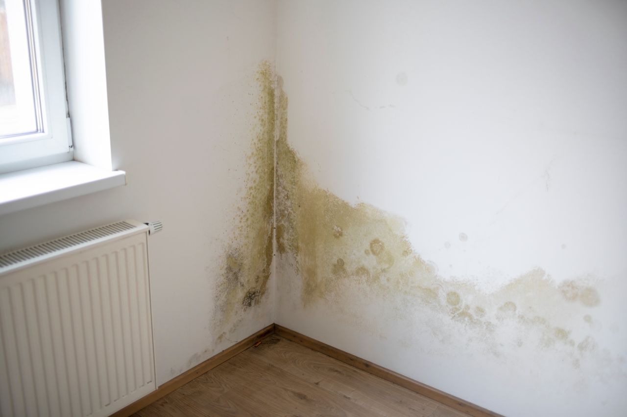 Get rid of unsightly wall stains and mold with these low-cost methods