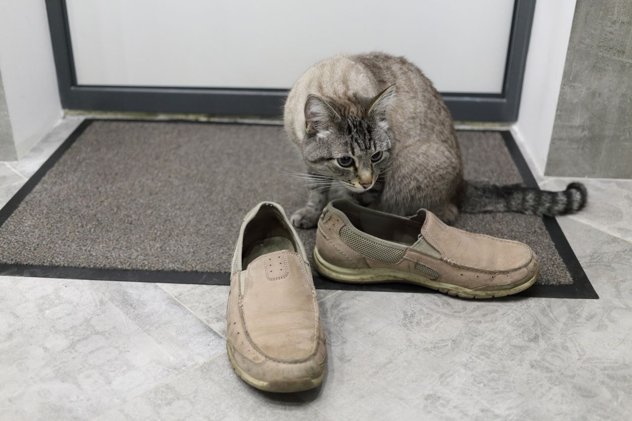 Warum pinkelt die Katze in die Schuhe?