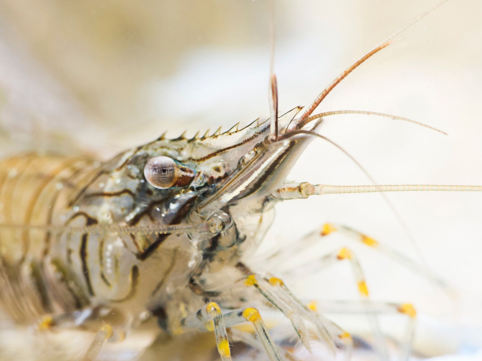 Underwater Photographer of the Year 2015 - najlepsze fotografie wykonane pod wodą 10