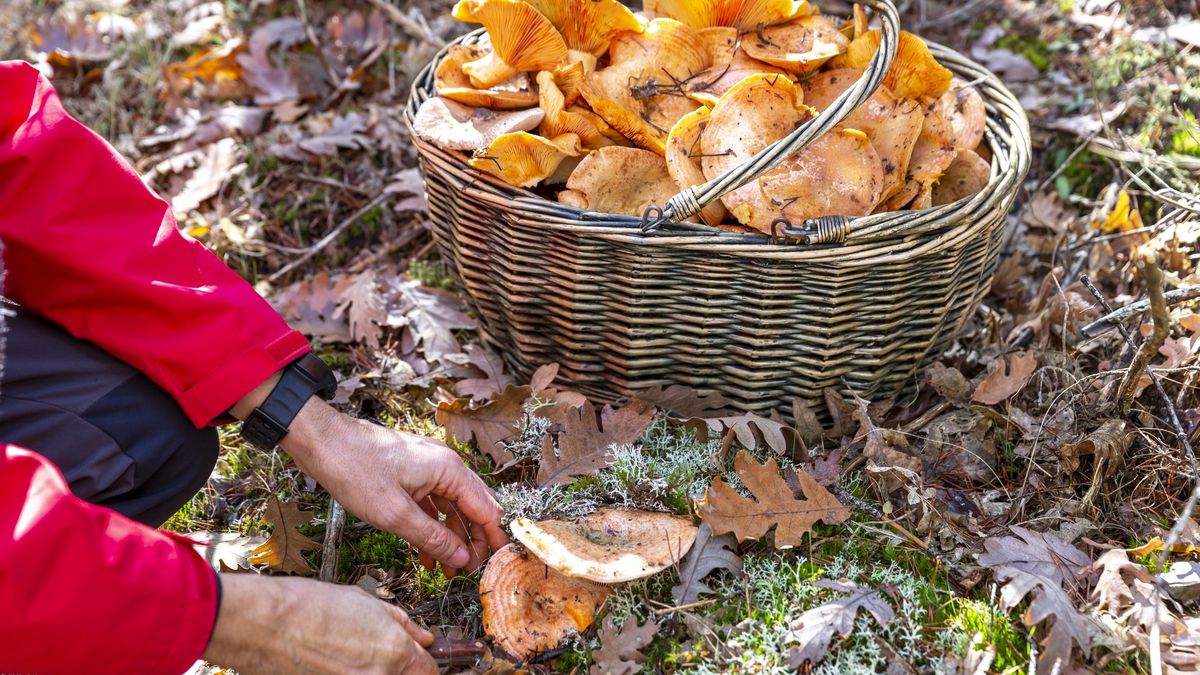 Miejscowi nie wyjawiają miejsc, gdzie rosną rydze 