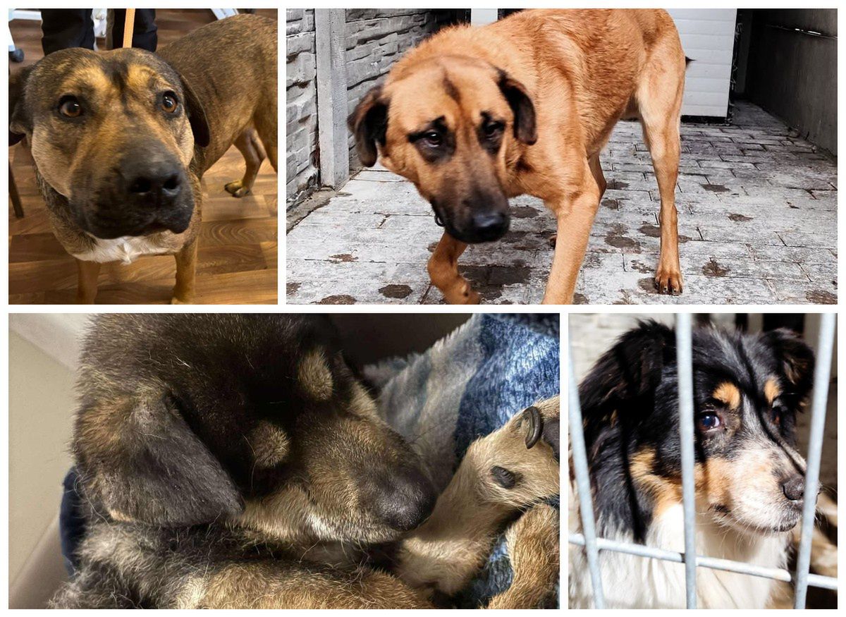 Konin: Zagubione psy trafiły do schroniska. Właściciele poszukiwani