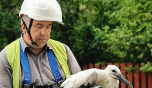 Śląskie. Bocianie gniazdo po remoncie. Ważne także w dostawach prądu