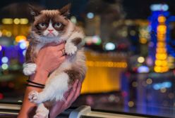 Grumpy Cat nie żyje. Legendarny kot z milionami na koncie miał 7 lat