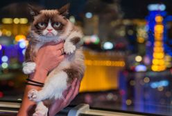 Grumpy Cat nie żyje. Legendarny kot z milionami na koncie miał 7 lat