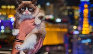 Grumpy Cat wygrała w sądzie. Dostanie 710 tys. dol. odszkodowania