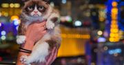 Grumpy Cat wygrała w sądzie. Dostanie 710 tys. dol. odszkodowania