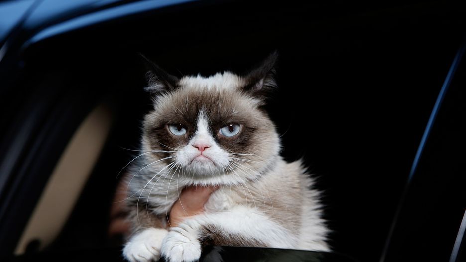 Grumpy Cat nie żyje. Zmarł najpopularniejszy kot na świecie