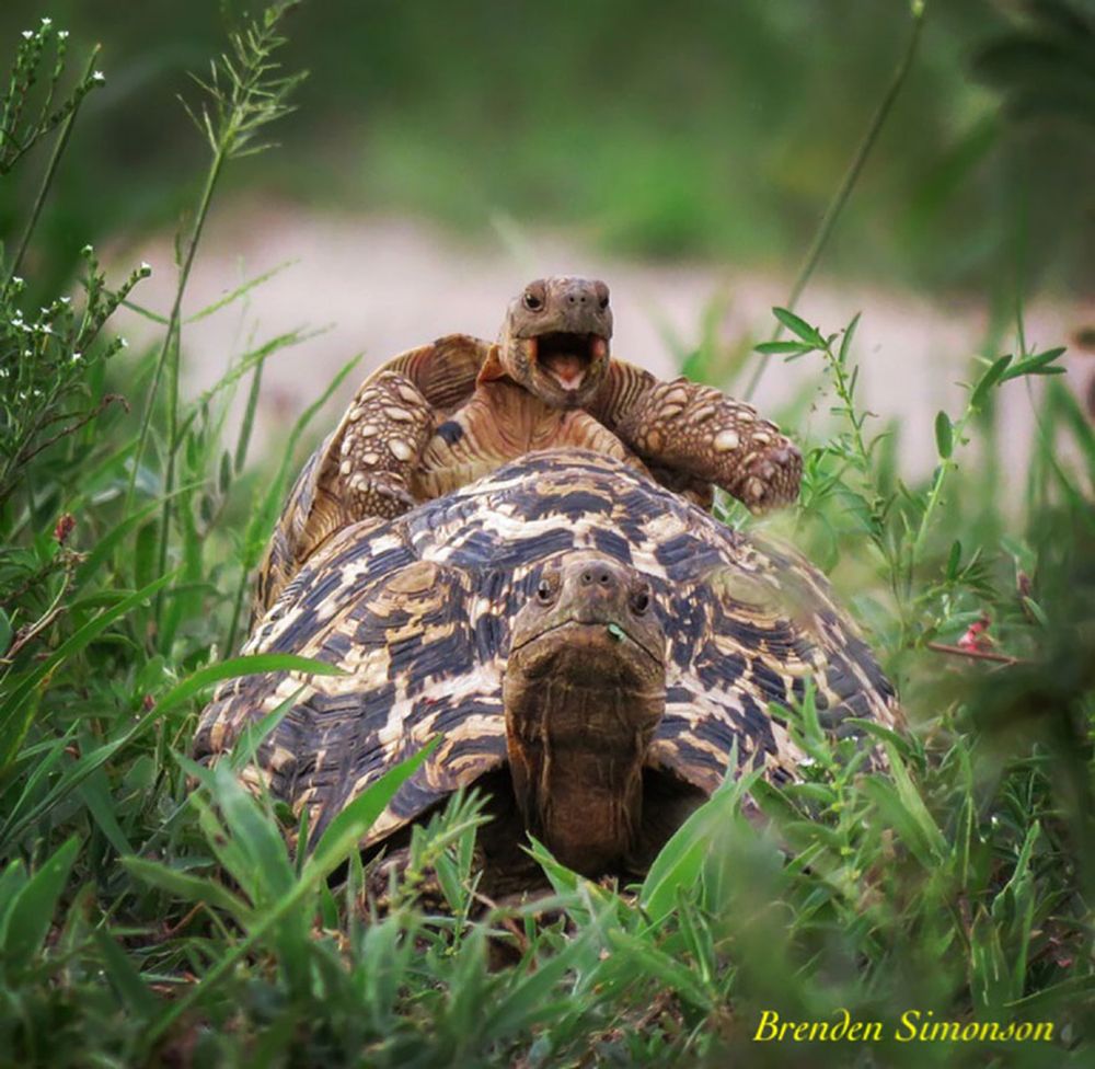 Najzabawniejsze zwierzaki konkursu Comedy Wildlife Photography Awards 2016 19