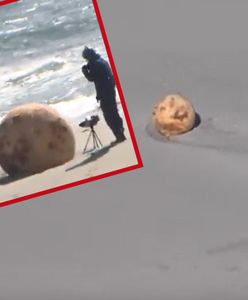 Tajemnicza kula na plaży. Na miejsce wezwano wojsko