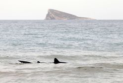Druga kobieta zginęła po ataku rekina w pobliżu Hurghady