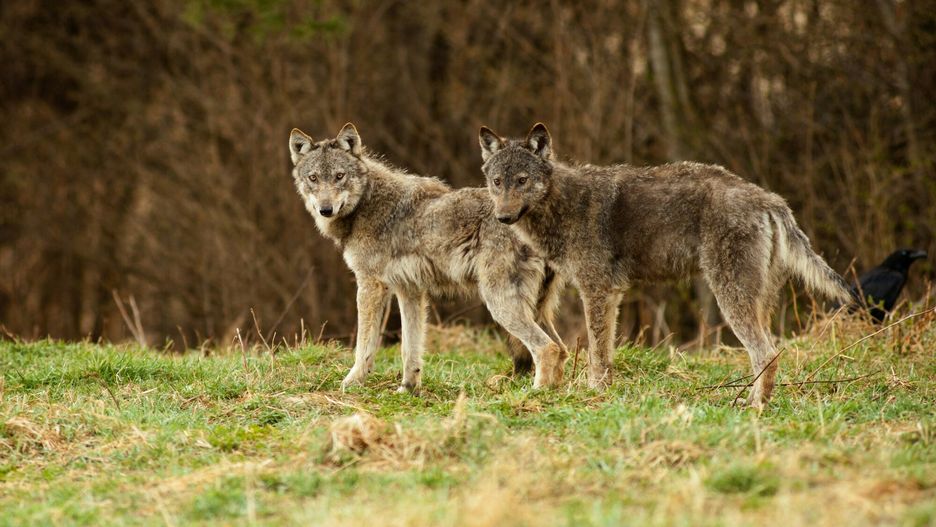Dzikie bieszczadzkie wilki
05.04.2017 Bieszczady, dolina Sanu n/z Wilk europejski (Canis lupus)  fot. Adrian Slazok/REPORTER
Adrian Slazok/REPORTER