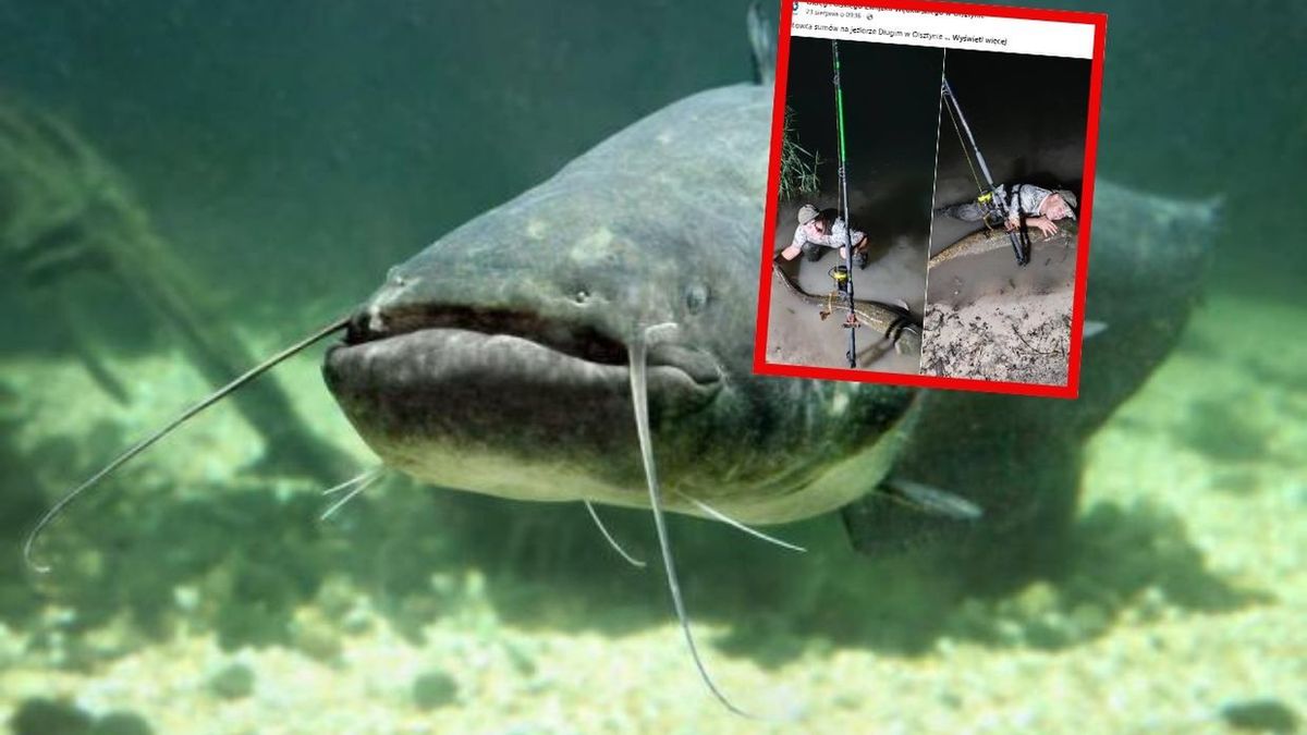 Gigantyczny sum złowiony na Warmii. A do rekordu wciąż daleko