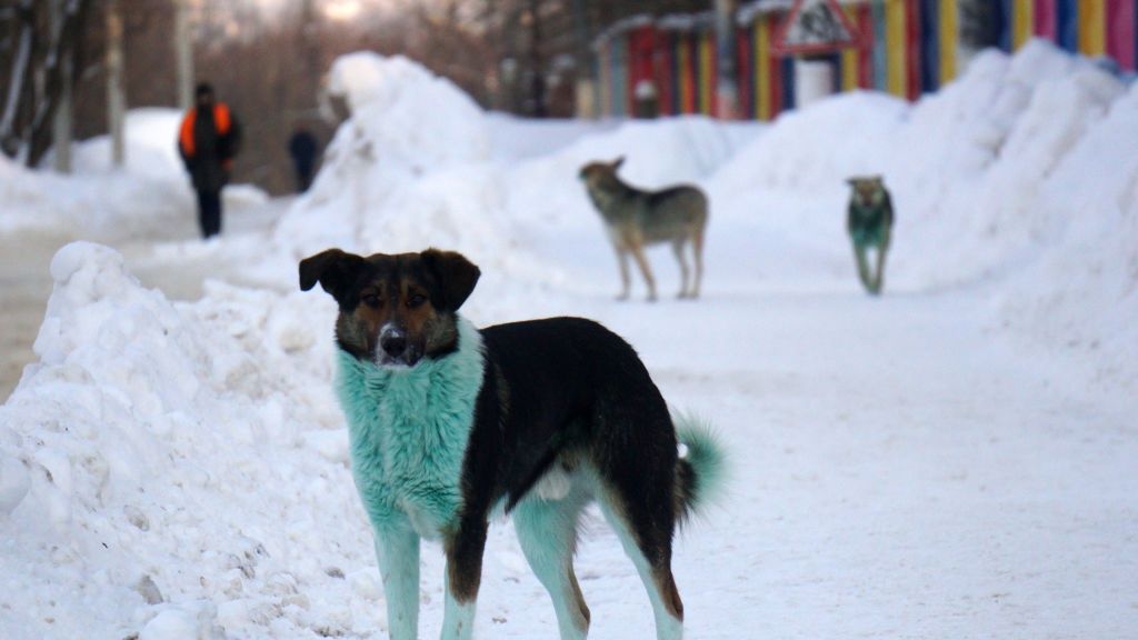 Zielone psy zaobserwowano w Rosji 