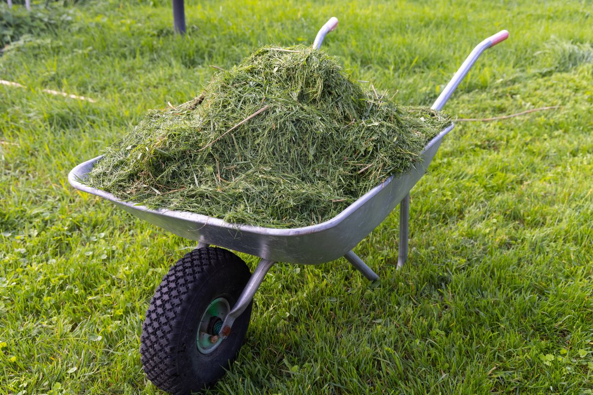 Nawet 500 zł kary. Uważaj po skoszeniu trawy