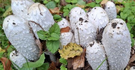 Tylko doświadczeni grzybiarze się po niego schylają. Wygląda podejrzanie, smakuje jak kania