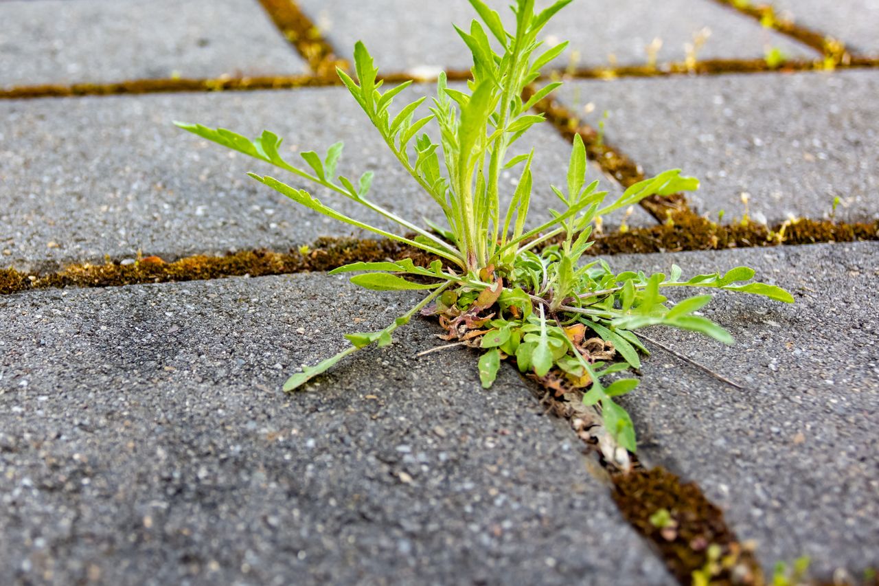 Wylej na chwasty. Domowa "trutka" rozpuści je aż do korzeni