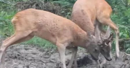Starli się w zaciętym pojedynku. Zwarli się parostkami