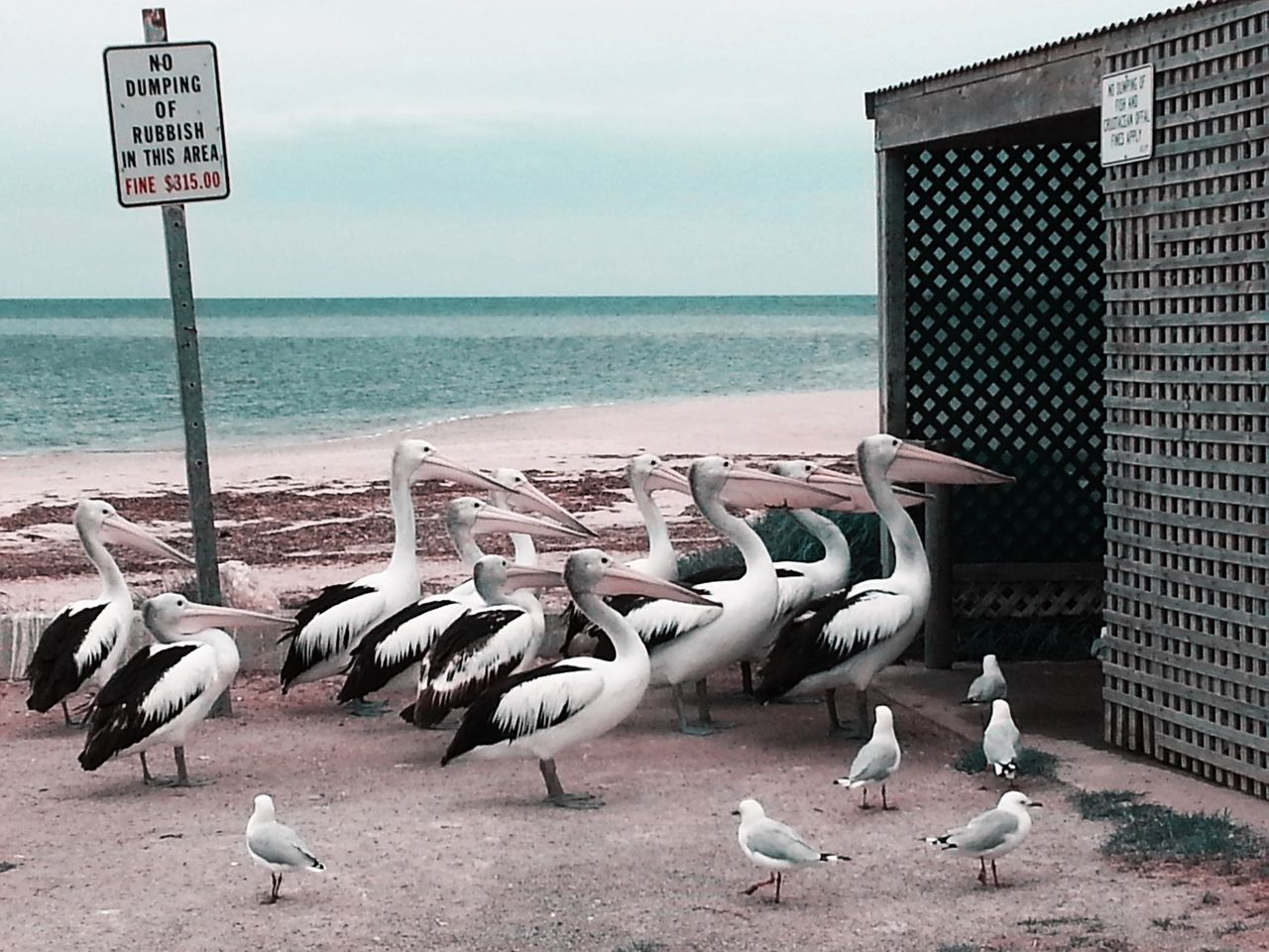 „Pelican Feeding"