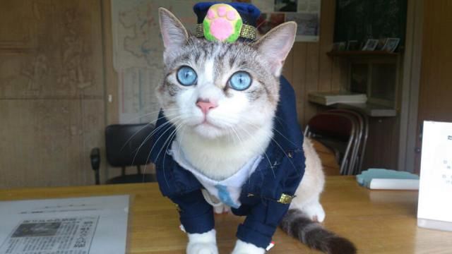 W Japonii do zgłoszeń jeździ pierwszy na świecie kot policjant