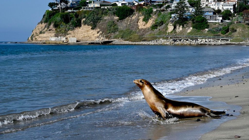 Two rehabilitated sea lions return to the ocean in San Pedro.
San Pedro , CA - September 08: Two rehabilitated sea lions returned to the ocean in San Pedro  on Friday, September 8, 2023 after recovering from domoic acid the result of the deadly algal bloom. The two recovered at The Marine Mammal Care Center where they recovered to healthy weights of 190 and 201 pounds. 
(Photo by Brittany Murray/MediaNews Group/Long Beach Press-Telegram via Getty Images)
MediaNews Group/Long Beach Press
