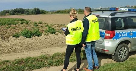 To nie żart. Kradną już nawet... ziemniaki