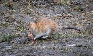 Nie pomyl ze szczurem. Reaguj, gdy zobaczysz w ogrodzie