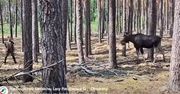 Łoś pogonił człowieka w lasach pod Sierakowem. Leśnicy pokazali nagranie