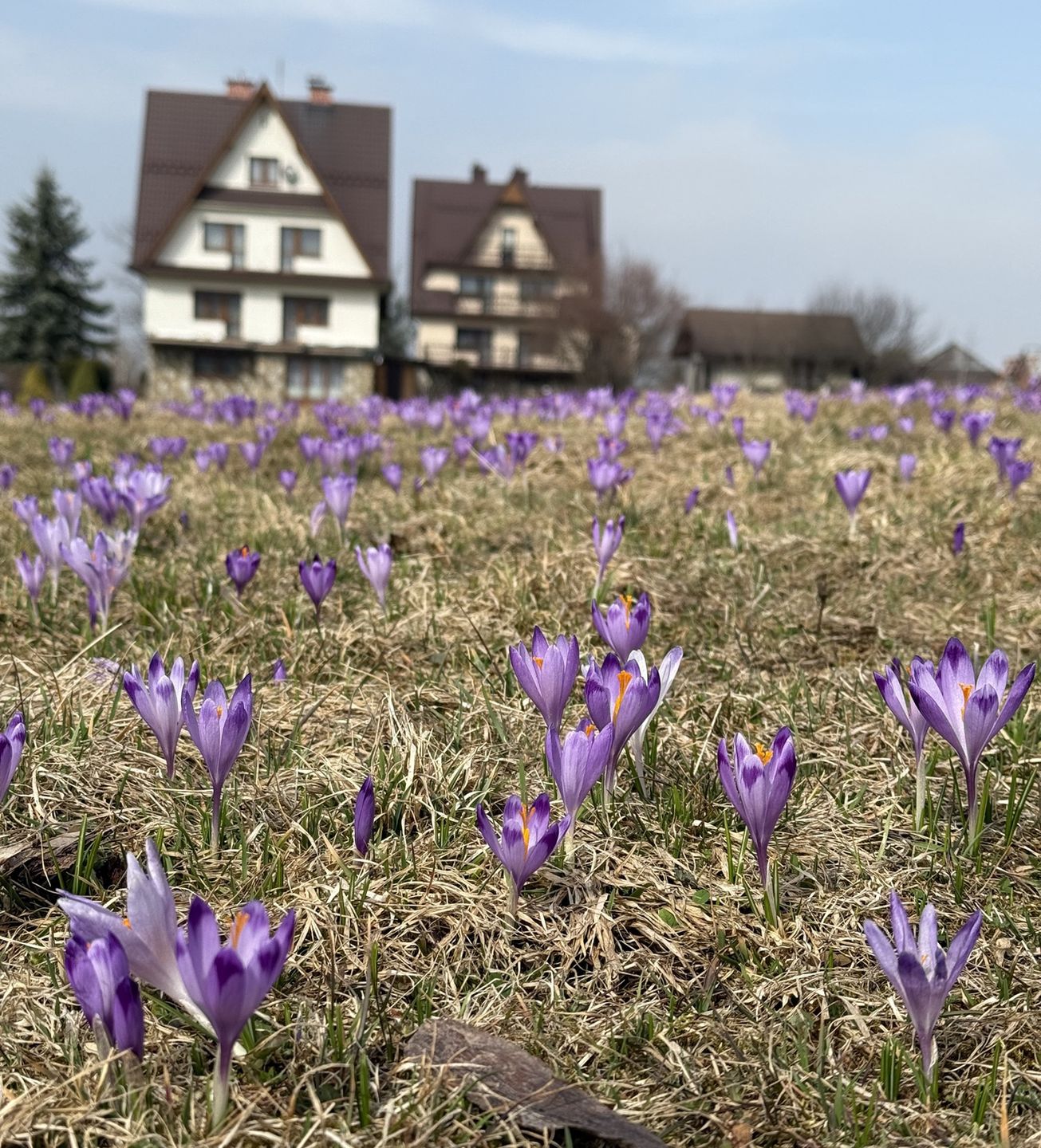 Łąka krokusów w Dzianiszu