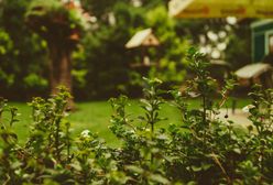 6 sposobów na oszczędności w ogrodzie. Różnicę zauważysz w portfelu