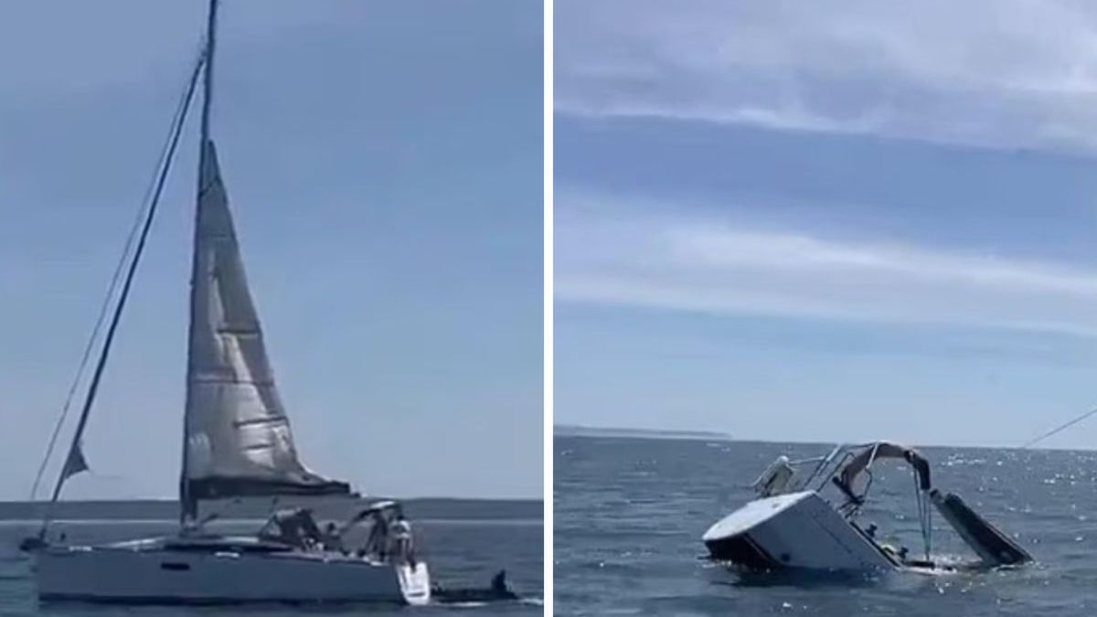 Tajemnicze ataki drapieżw Portugalii. Teraz poznaliśmy ich motyw