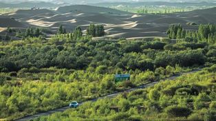 50 lat sadzenia drzew zmieniło klimat kraju. I to dosłownie