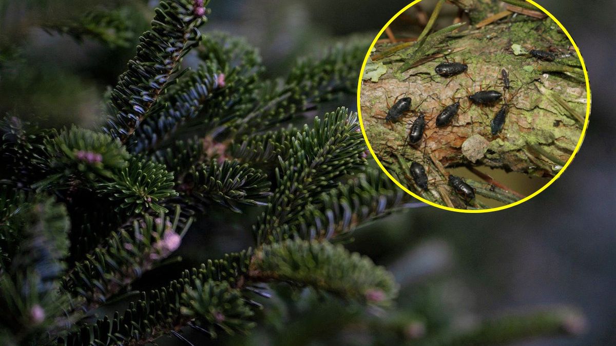 Choinkę mogą zamieszkiwać liczne insekty 