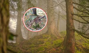 "Kto ją tu zostawił?" Leśnicy zaniemówili. Roi się od domysłów