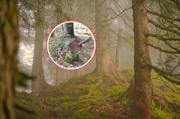 "Kto ją tu zostawił?" Leśnicy zaniemówili. Roi się od domysłów